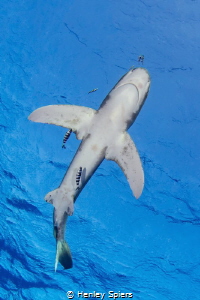 Shark from Below by Henley Spiers 